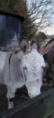 Does Anyone Own A Donkey?