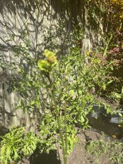 Is this a plum tree?