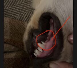 Retained puppy teeth