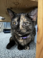 New kitten has hazy eyes and visible third eyelids