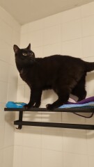 Carry On Catting - the Excellent Cats do what they do best