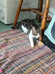 kittens spayed today