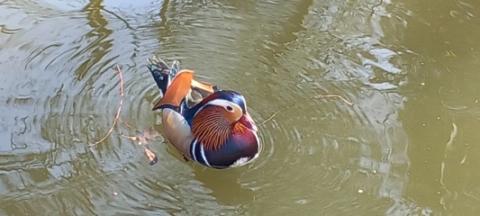 MAFSAUS #16 No Spoilers!!! Bring your bird photos and paintings as the onscreen drama is losing its’ appeal…