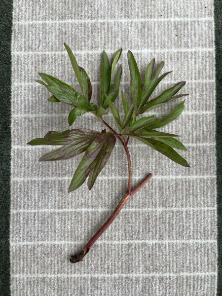 Snapped peony, can I propagate?