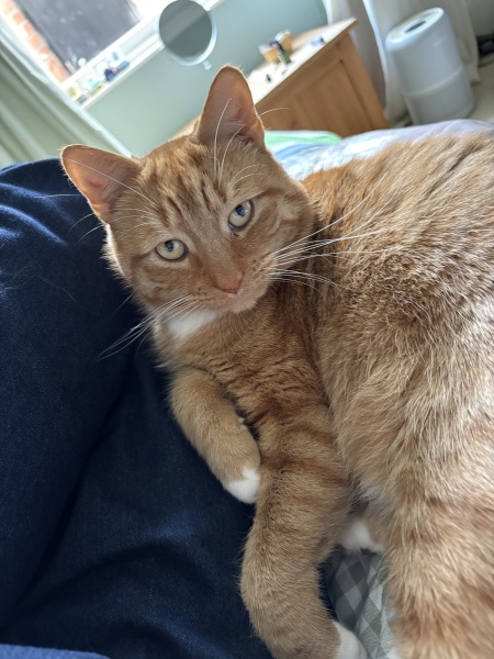Getting another cat after loss with an existing cat.. advice?