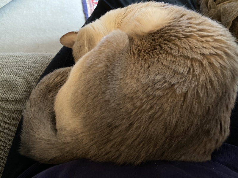 Cat tired in this weather