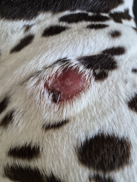 More Histiocytoma or Mast cell tumours