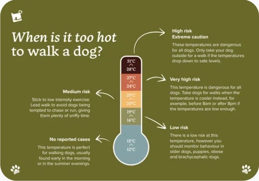 AIBU to be upset my parents walked the dog in this heat?