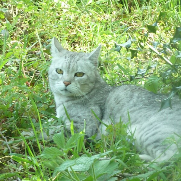 Cat not impressed with being on a diet... so, today he had mice for breakfast.