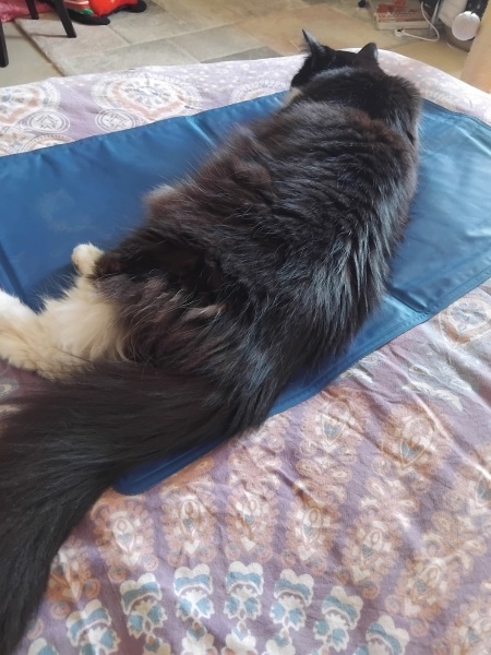Cat tired in this weather