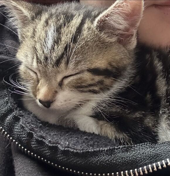 I’ve got a new kitten! Tips please?