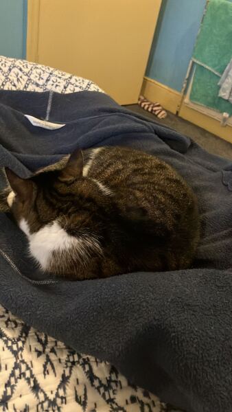 Cat’s birthday