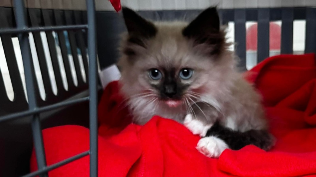 Struggling a bit with new kitten