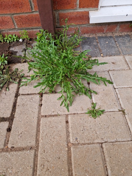 If you found rocket growing on your patio, would you eat it?