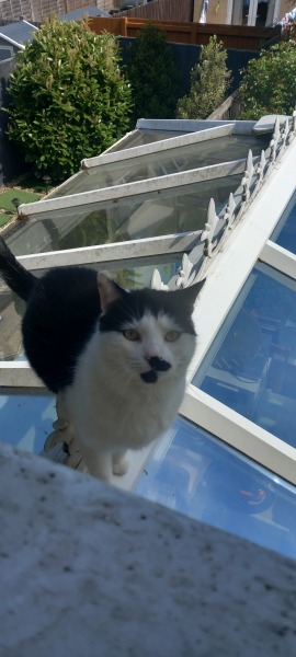 Get A Compass! The Excellent Cats embrace a new rallying cry