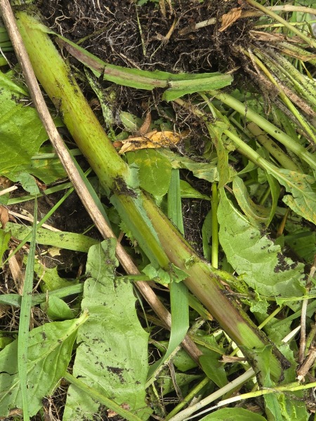 What have you done in the garden today? Part 8