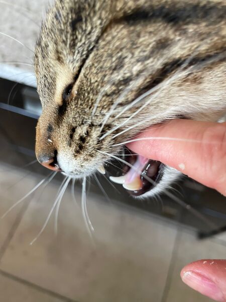 What to do about local aggressive cat.