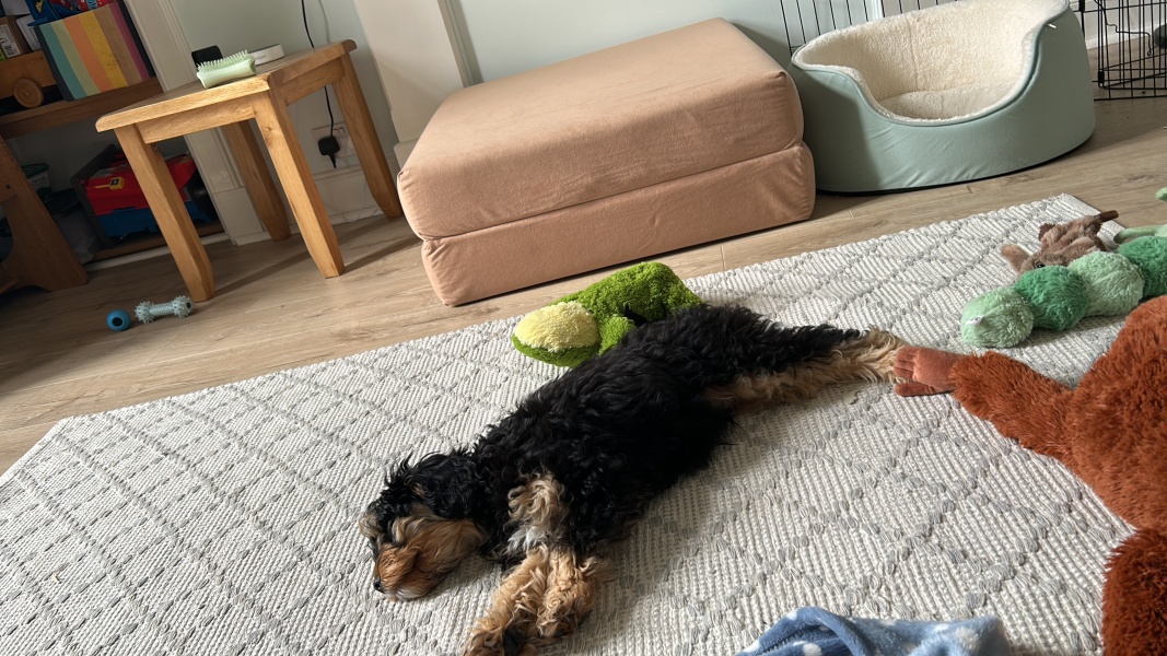 What has surprised you most about dog ownership?