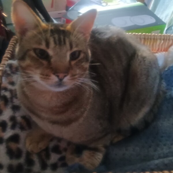 Cat not impressed with being on a diet... so, today he had mice for breakfast.