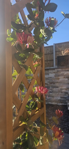What’s looking gorgeous in your garden right now?