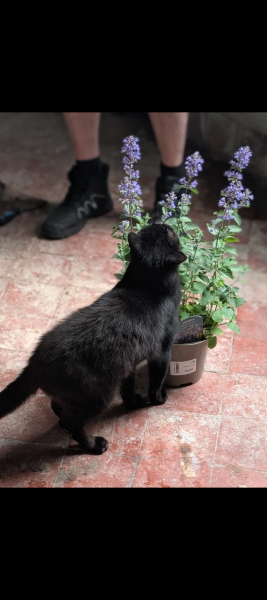 Get A Compass! The Excellent Cats embrace a new rallying cry