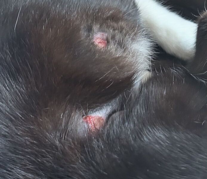 Itchy Bald Kitty