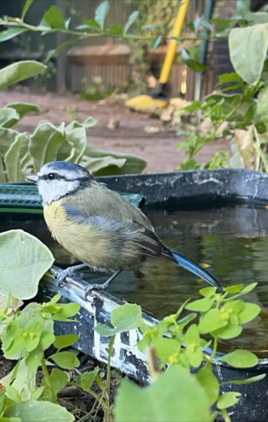 Do you put out water for birds and wildlife in hot weather?
