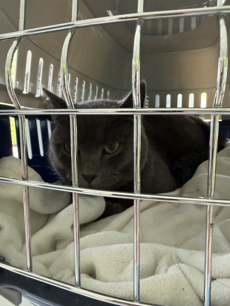 Get A Compass! The Excellent Cats embrace a new rallying cry