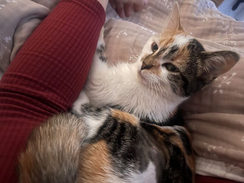 New tiny kitten