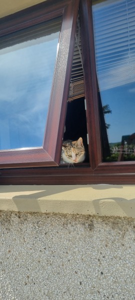 Can I ask your experiences of letting your cat outside?