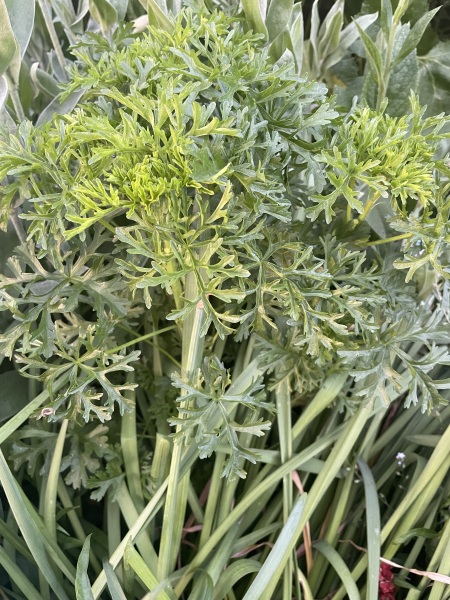 Mystery plant.