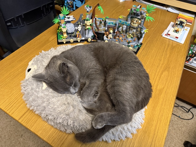 Get A Compass! The Excellent Cats embrace a new rallying cry