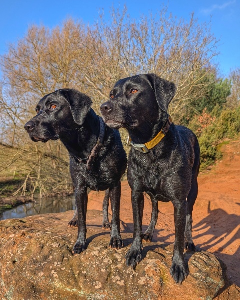 Show or working Labrador?