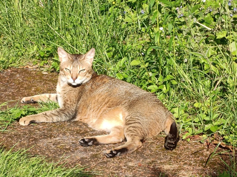 Cat not impressed with being on a diet... so, today he had mice for breakfast.