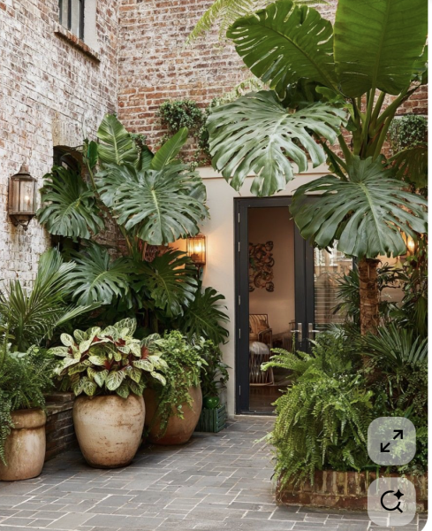 Ideas for planting a small sunken garden with limited light