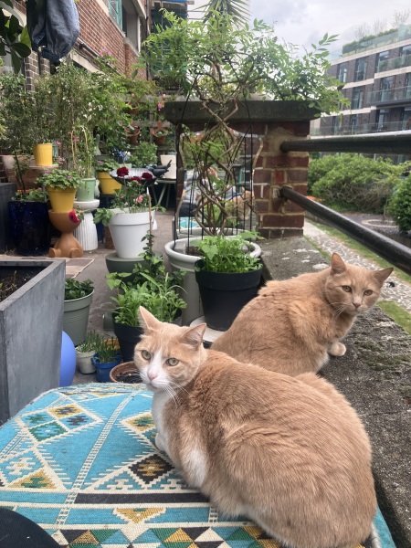 AIBU to be a crazy cat lady