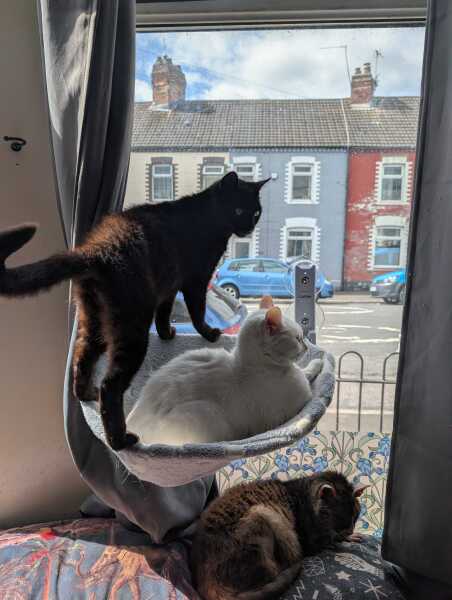 Get A Compass! The Excellent Cats embrace a new rallying cry