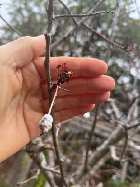 What is wrong with this cherry?