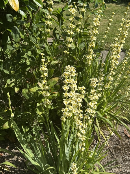 What’s looking gorgeous in your garden right now?