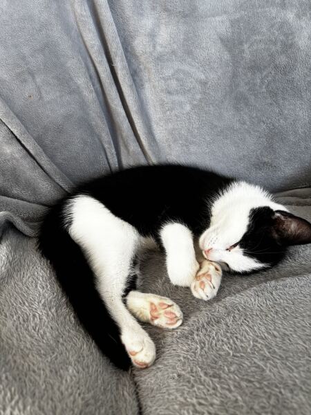 Cat tired in this weather