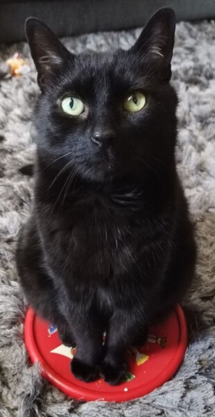 Getting another cat after loss with an existing cat.. advice?