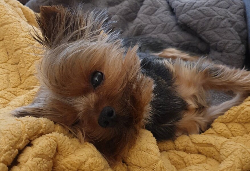 What has surprised you most about dog ownership?