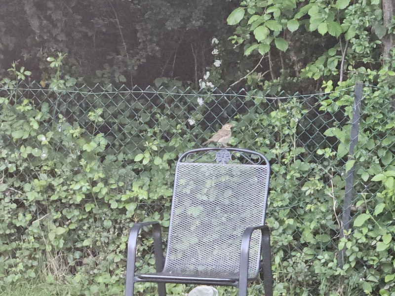 What bird is this?