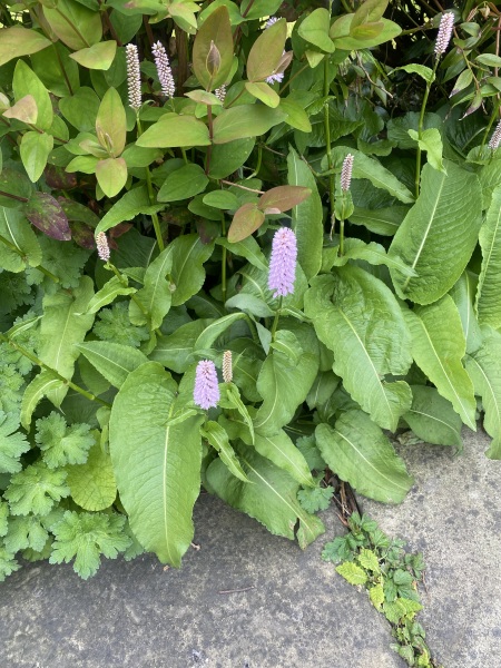 Shrub ID