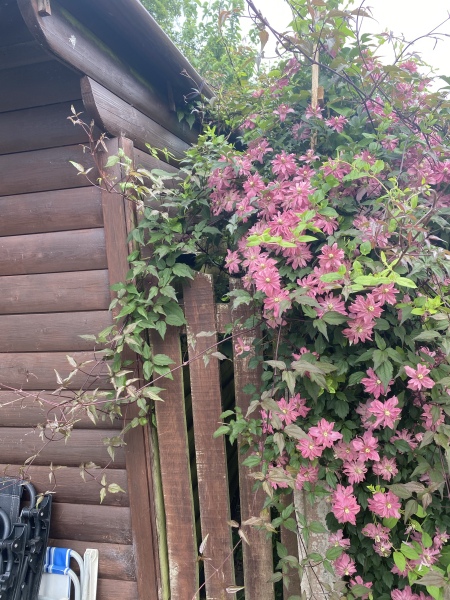 Clematis identification and advice