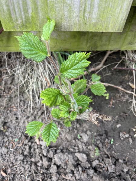 What have you done in the garden today? Part 8