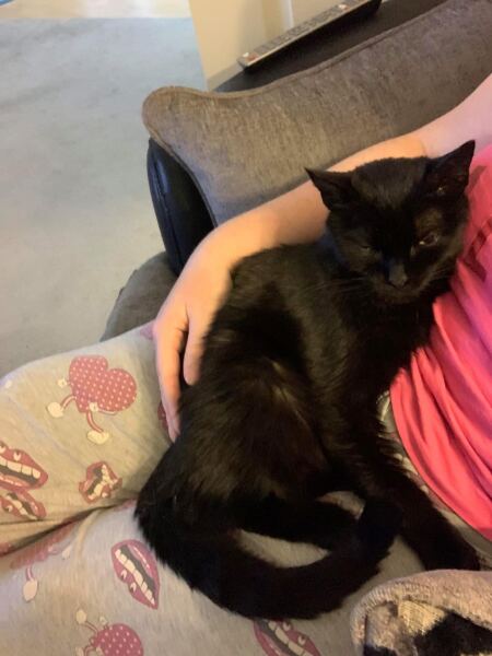 Do some cats just not like laps?