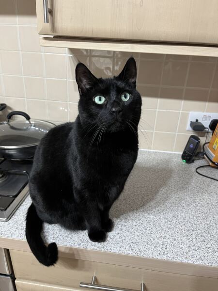 Weirdest thing your cat has eaten?