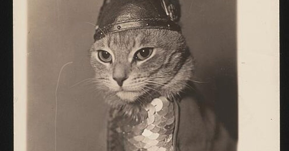 Get A Compass! The Excellent Cats embrace a new rallying cry