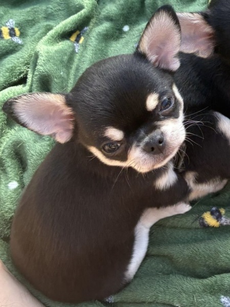 New pup feeding help